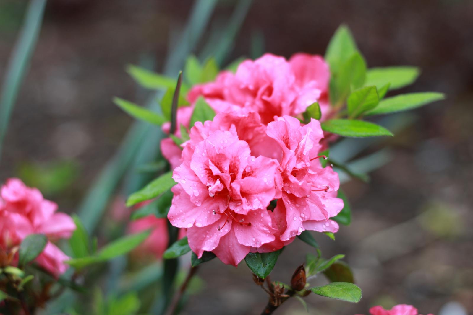 NC Rhododendron Festival