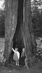 The extent of damage to “The Marrying Tree” is evident in this photo of Martha Ann Johns, daughter of Big Lynn Lodge owners J.P. and Lucille Johns, with a playmate standing at its base. Some have claimed that a horse could fit inside the 500 year old trunk. Age and disease brought down the linden tree in 1965.