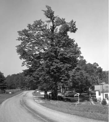 The Marrying Tree