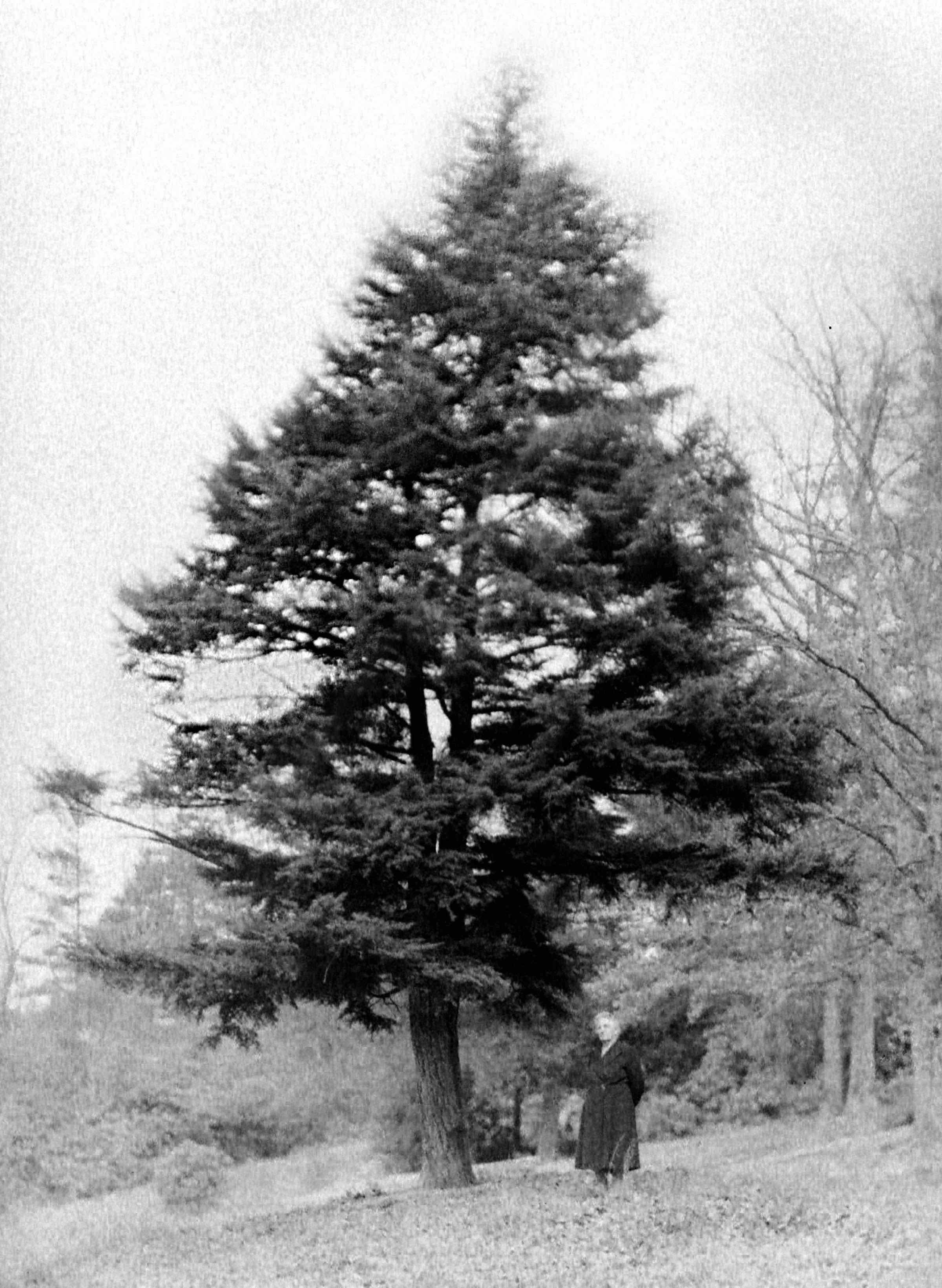 The Spruce Pine at the Forks of the Road